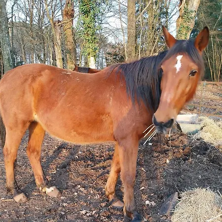 Proche Le Mans, L'eveque,maison Forestiere, Accueil Chevaux Possible 11 Pers Tatil Evi Parigné-lʼÉvêque