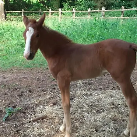 別荘 Proche Le Mans, L'eveque,maison Forestiere, Accueil Chevaux Possible 11 Pers *